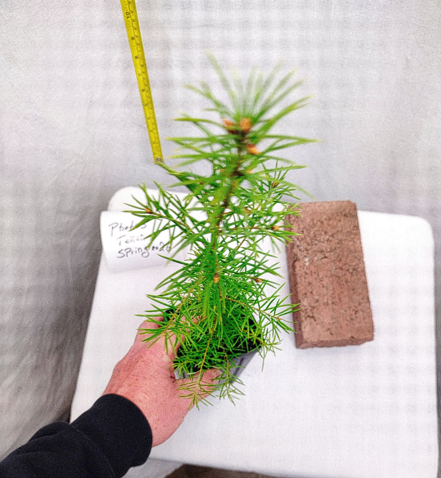 Douglas-fir tree in nursery pot. Pre Bonsai Landscape Christmas. Pseudotsuga.