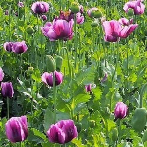 10,000+ Turkish Imported Poppy Seeds For Fall Spring Planting Papavar Somniferum