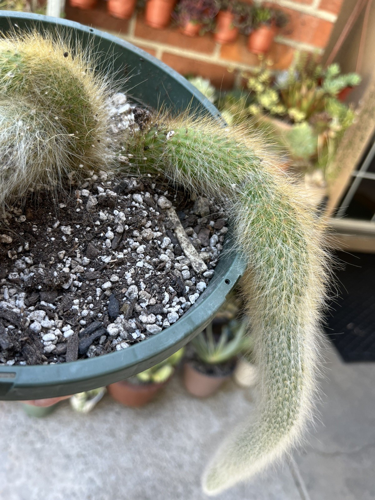 Monkey tail Cactus 🌵 with 3 cuttings 18/14/15 inch sizes is shipped without pot