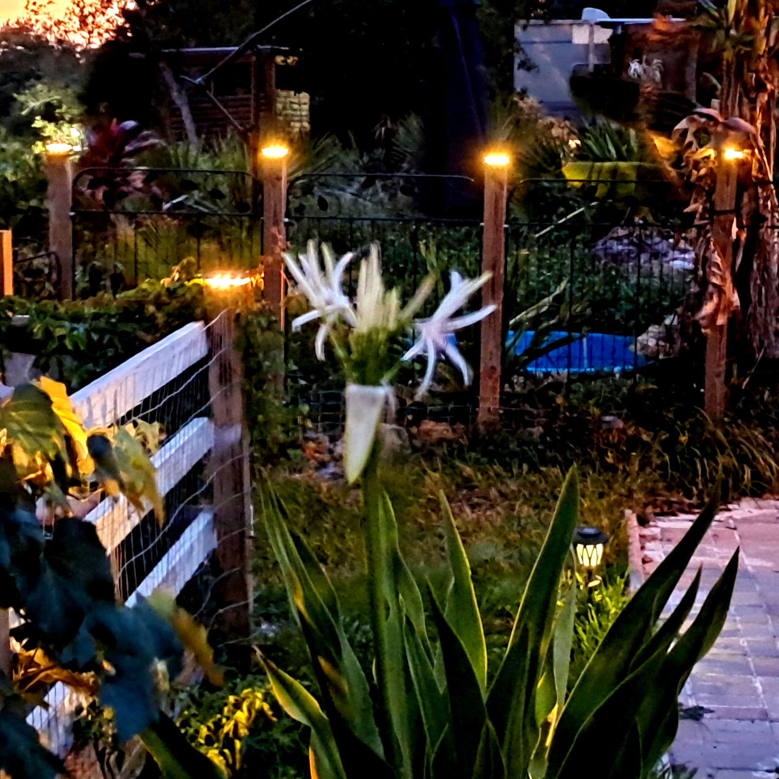 ,Giant White Spider Lily 4 bulbs/seeds Crinum Lily, C. Asiaticum