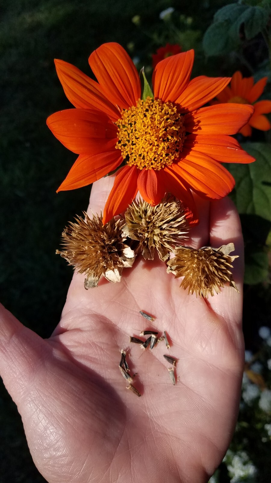 Mexican Torch Sunflower Seeds 15 Organic Seeds *Free Shipping*