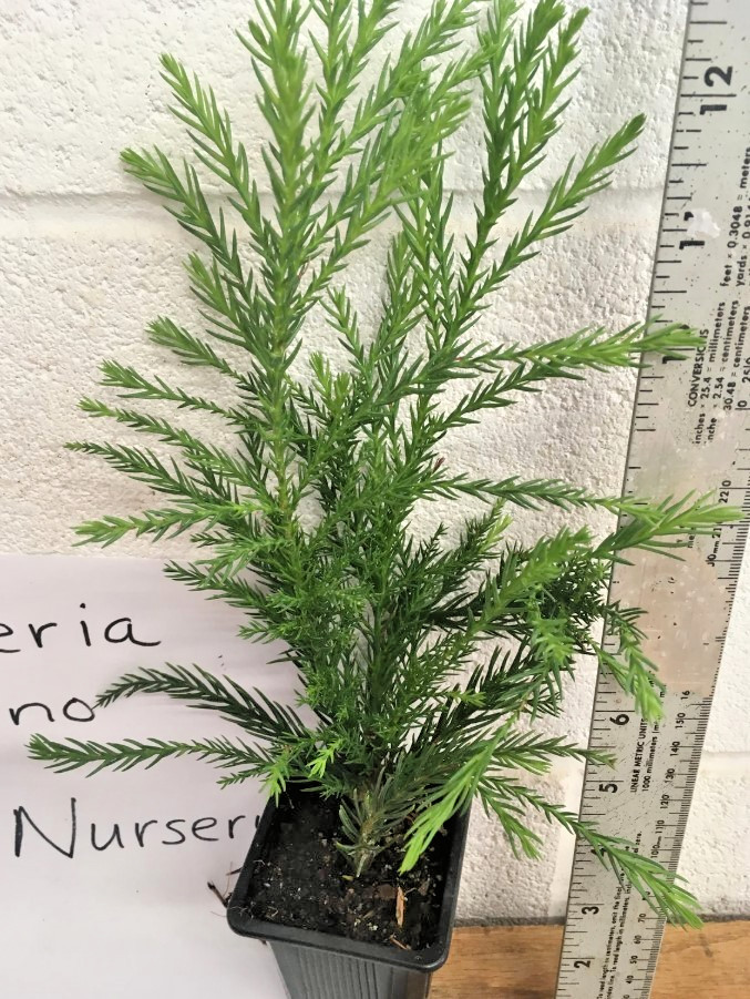 Cryptomeria Yoshino Japanese Cedar Live Tree – 6-10″ Tall – 1 Quart – Zones 6-9