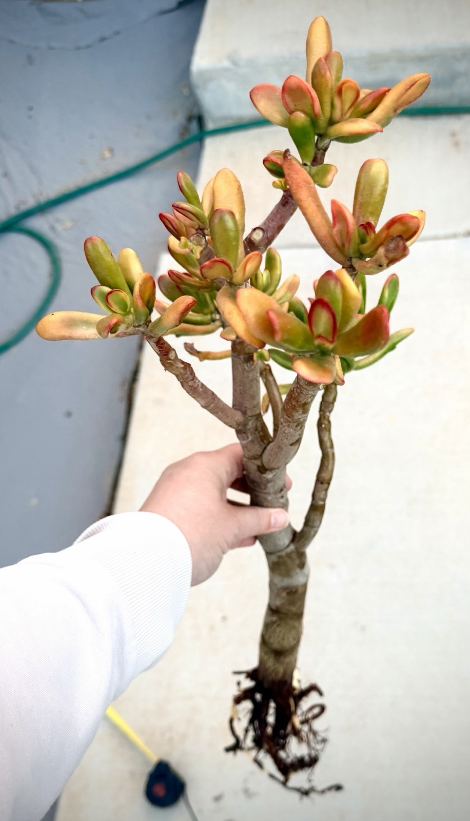 19” tall Crassula variegated ogre shrek Jade Plant Bare Root 1.25 thick stem red