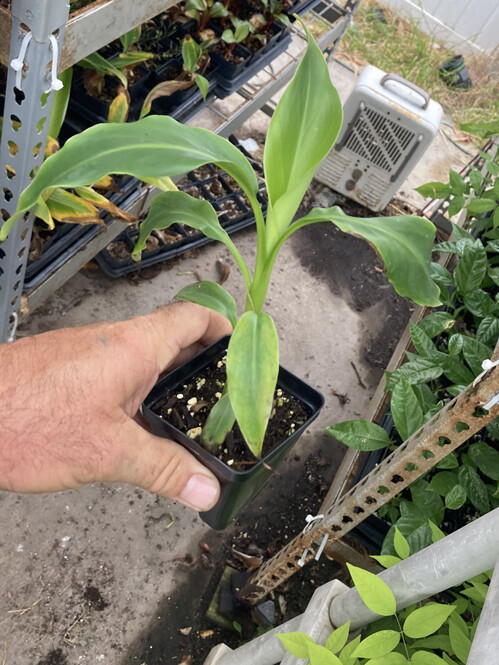 Mekong Giant Banana Plant – Musa Itinerans – Very Cold Hardy