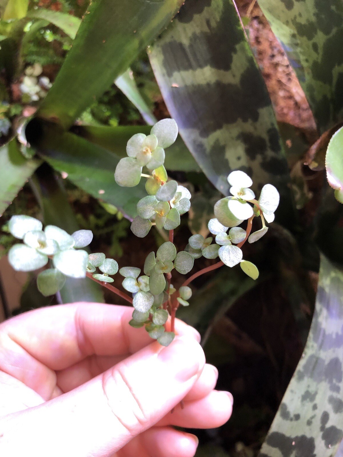 Pilea Glauca Silver Sparkle Tropical Terrarium Plant Lot Of 3 Stem Cuttings