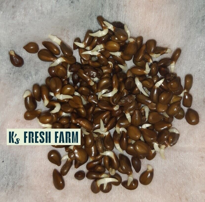 30+ PCS WATER MIMOSA VEGETABLE SEEDS, HẠT RAU NHÚT |99% GERMINATION|