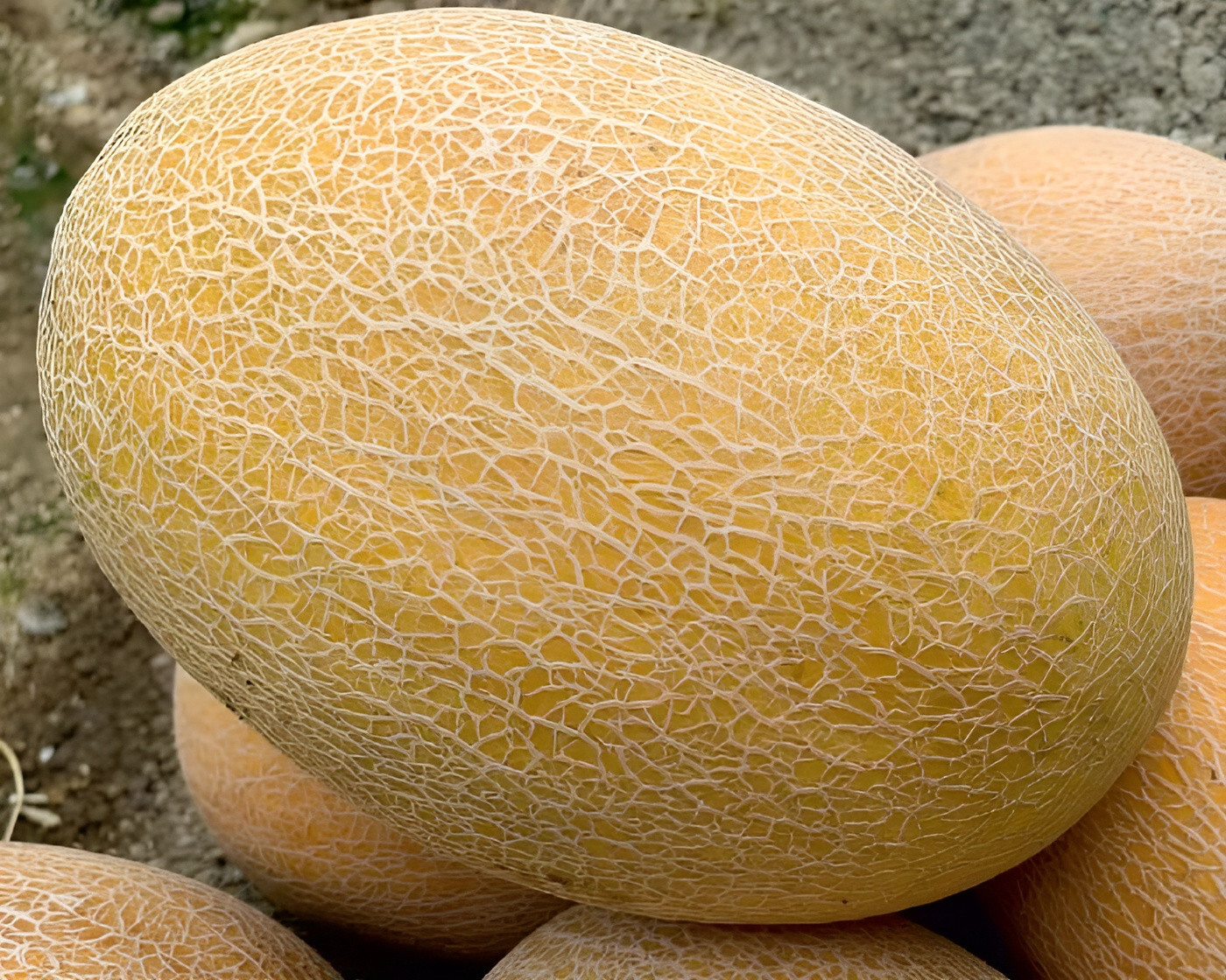 20 F1 Hybrid Giant Ananas Melon Seeds 10 Pound Giant Melon – Unmatched Sweetness
