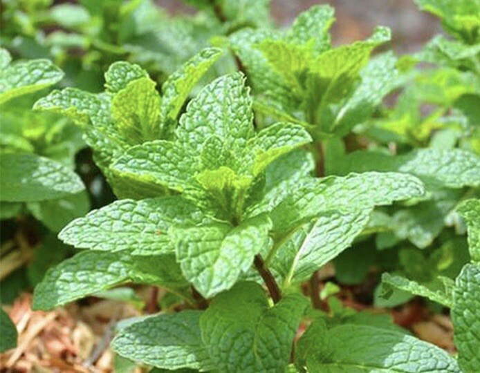 Peppermint – 500+ Seeds 2023 – USA