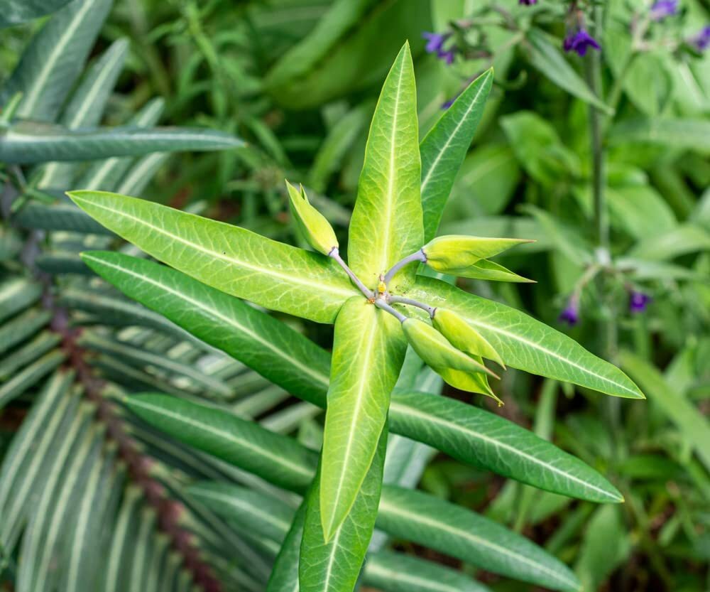 30 Mole Plant Seeds to Plant Euphorbia lathyris Caper Spurge