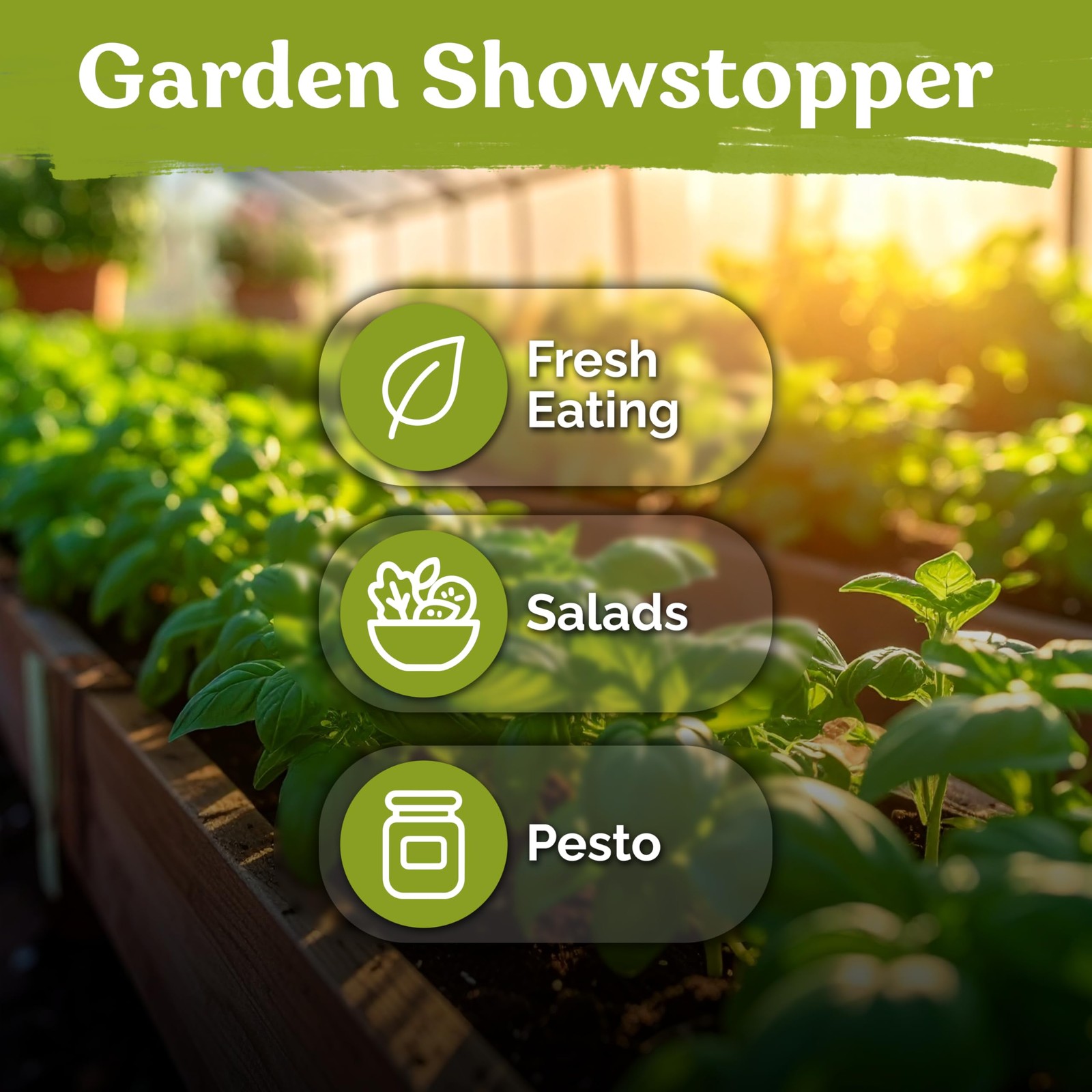 KVITER 1800 Genovese Basil Seeds for Planting (Ocimum basilicum)