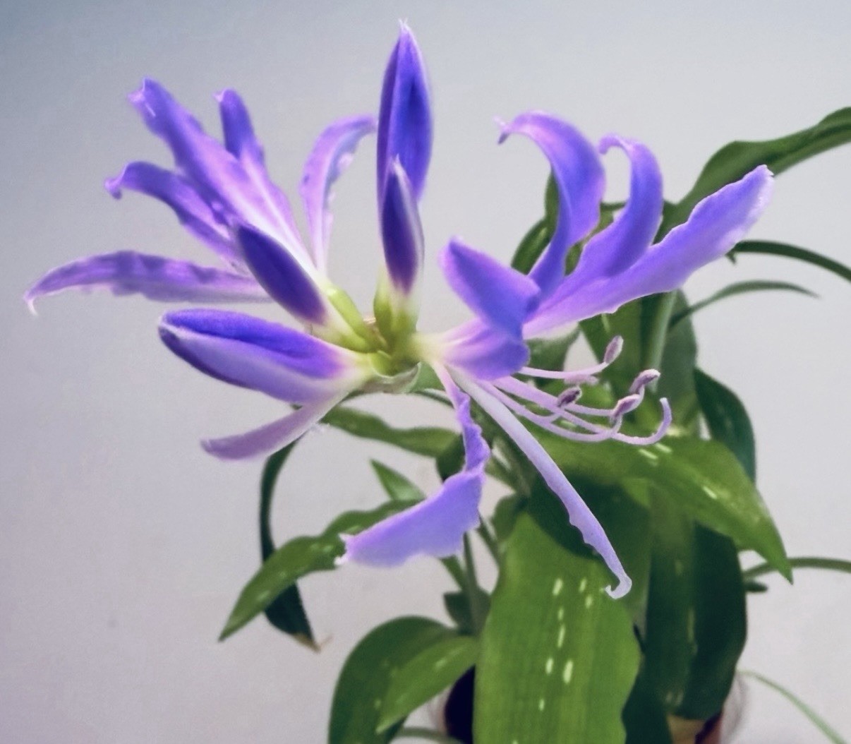 Miniature Blue Amaryllis-Griffinia sp. Mini Worsleya. Endangered spices .Spotted