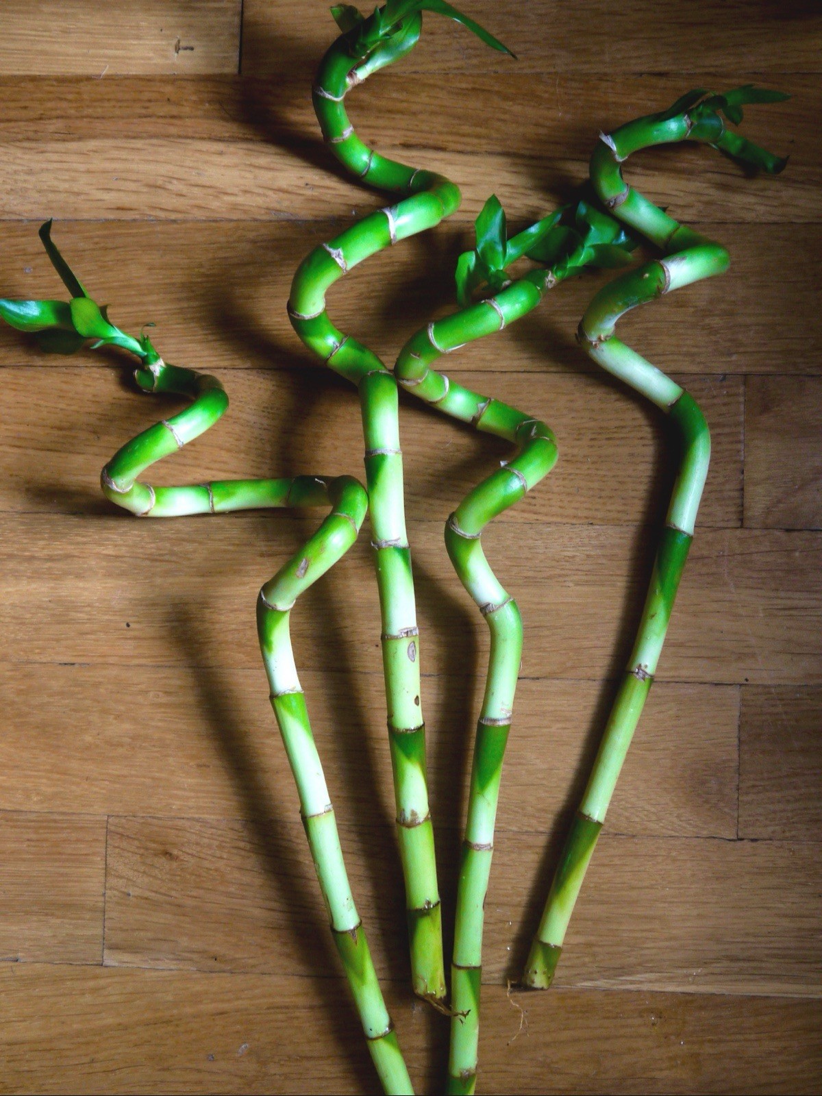 Lucky Spiral Bamboo 13in | Feng Shui