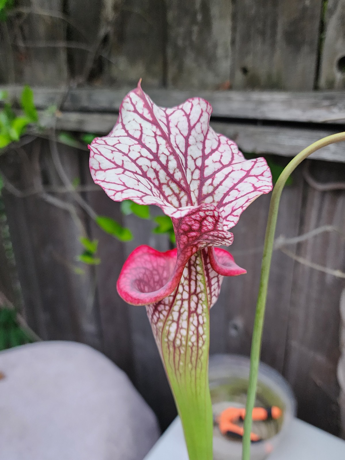 2025 SARRACENIA SEEDS: LEUCOPHYLLA ALBA ROD’S FAVORITE X CAITRIN CLAIRE