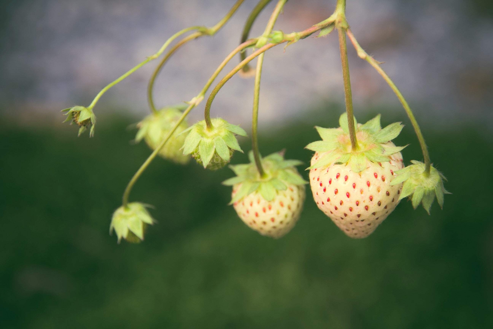 100 WHITE SOUL STRAWBERRY Fragaria Vesca Fruit Flower Berry Seeds *Comb S/H