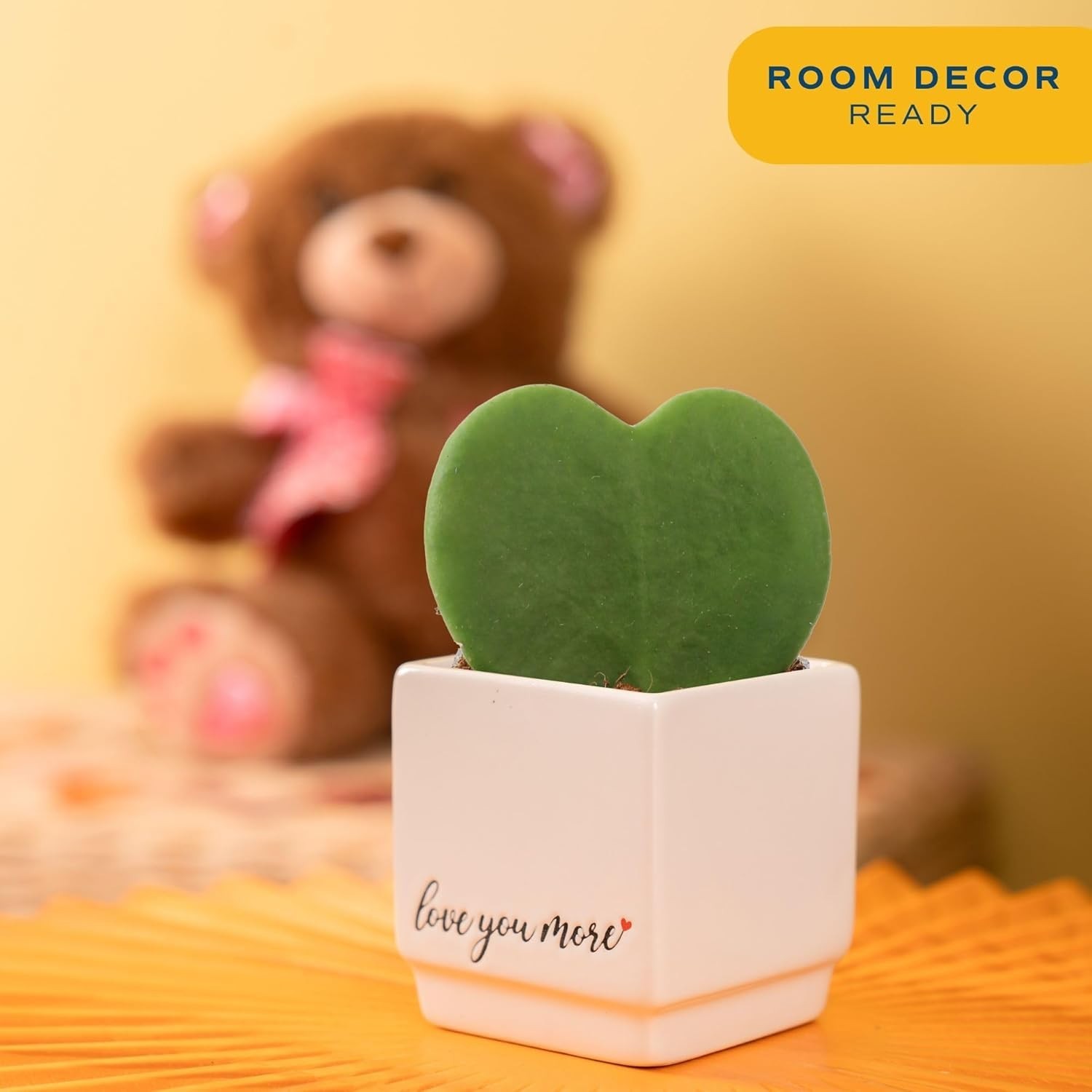 Indoor Hoya Heart Plant, Ideal Symbol of Love and Friendship*#-~