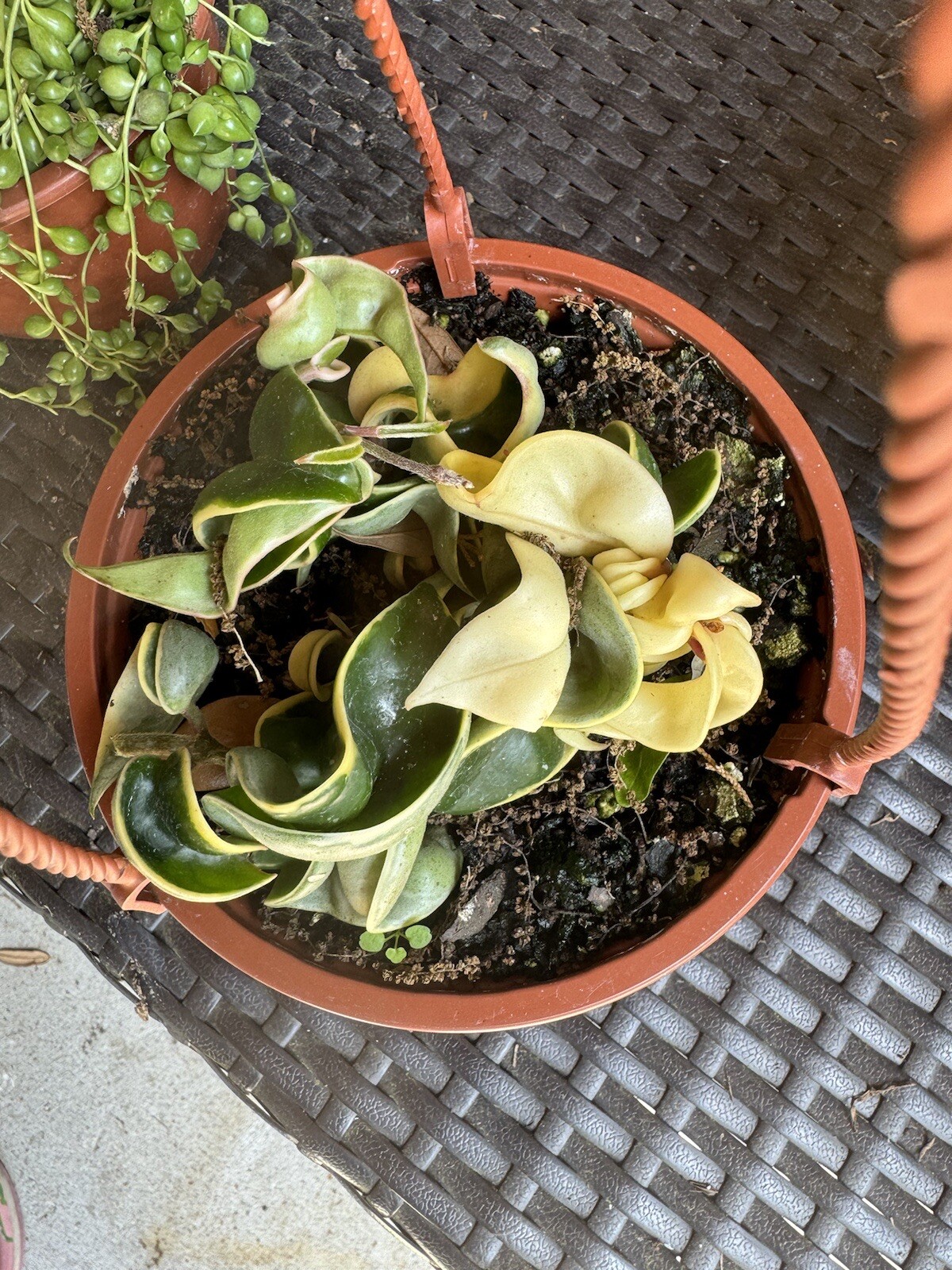 Hoya Rope Variagate Plant