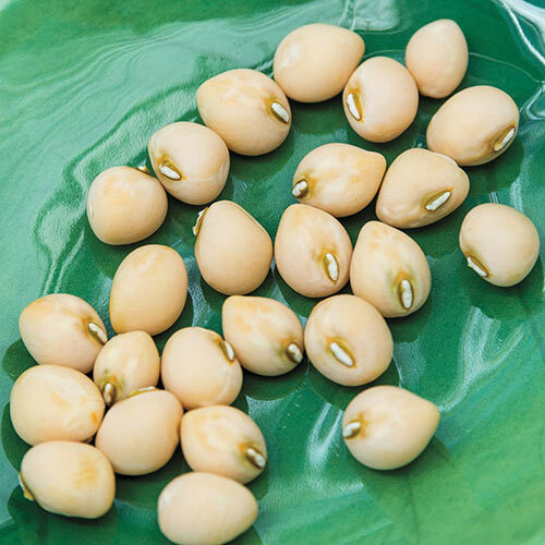ZIPPER CREAM CROWER PEAS 100 SEEDS 1oz