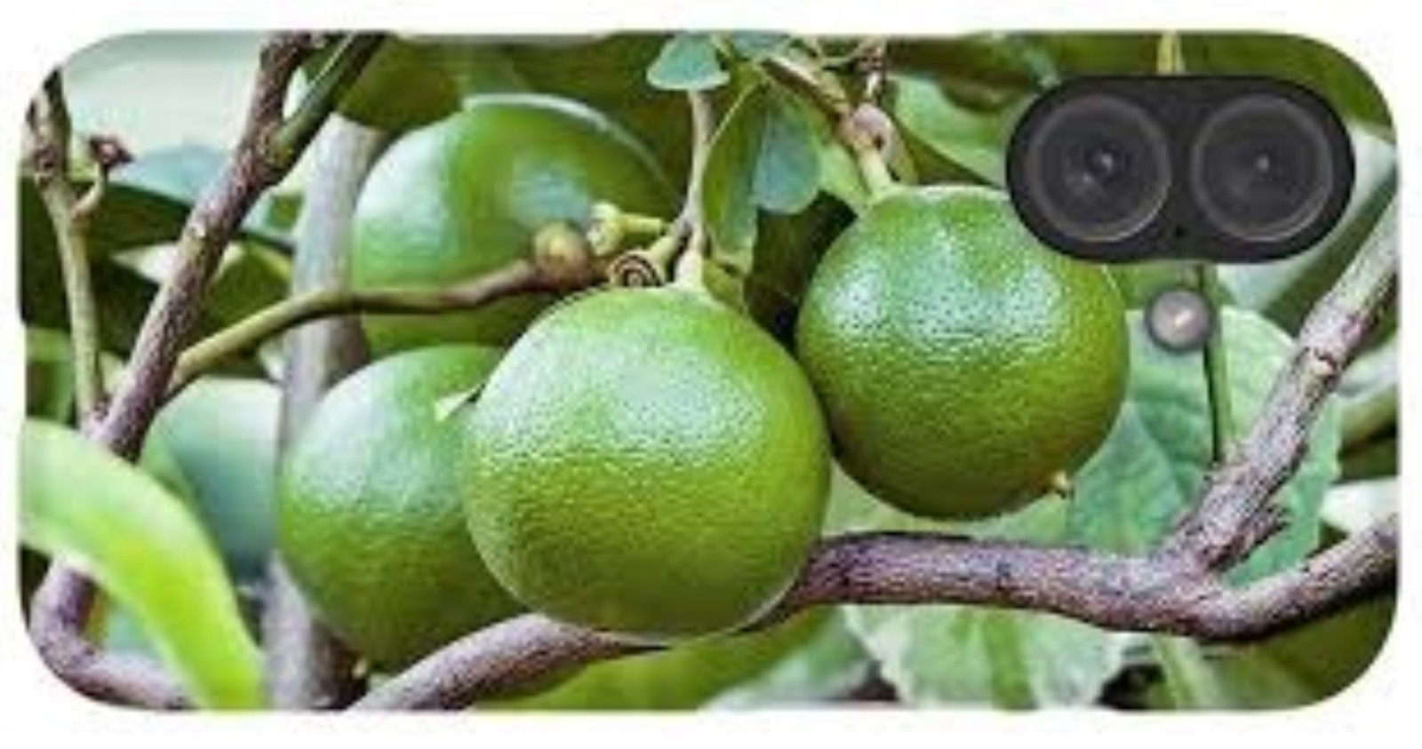 Bergamot Semi-Dwarf Orange Tree 24″-36″ tall, grafted Not for Az, Fl, La, Tx, Ak