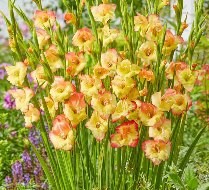 Pack of 5 “Las Vegas” Gladiolus Corms Bulbs, 10/12cm, Yellow Red Nicely Packaged