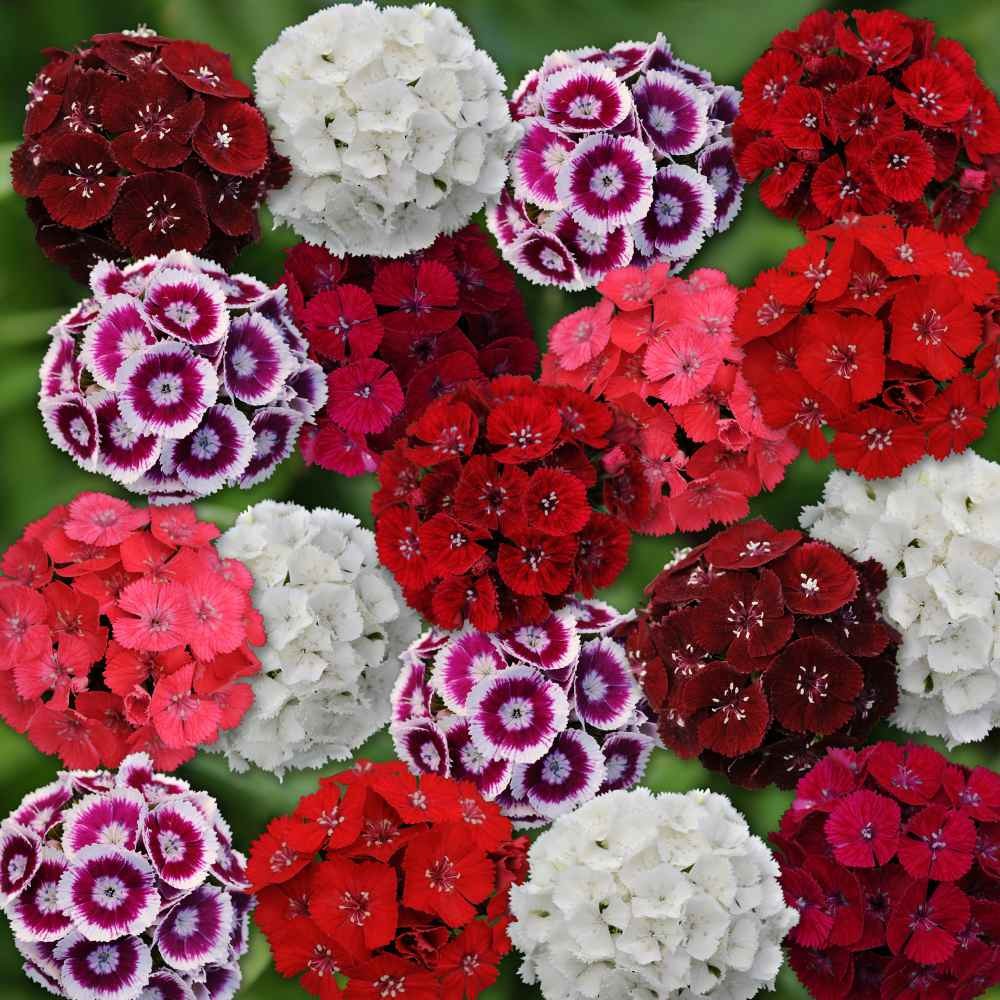 1 LB Dianthus Sweet William Seed Mix For Planting | Xeriscape Landscaping