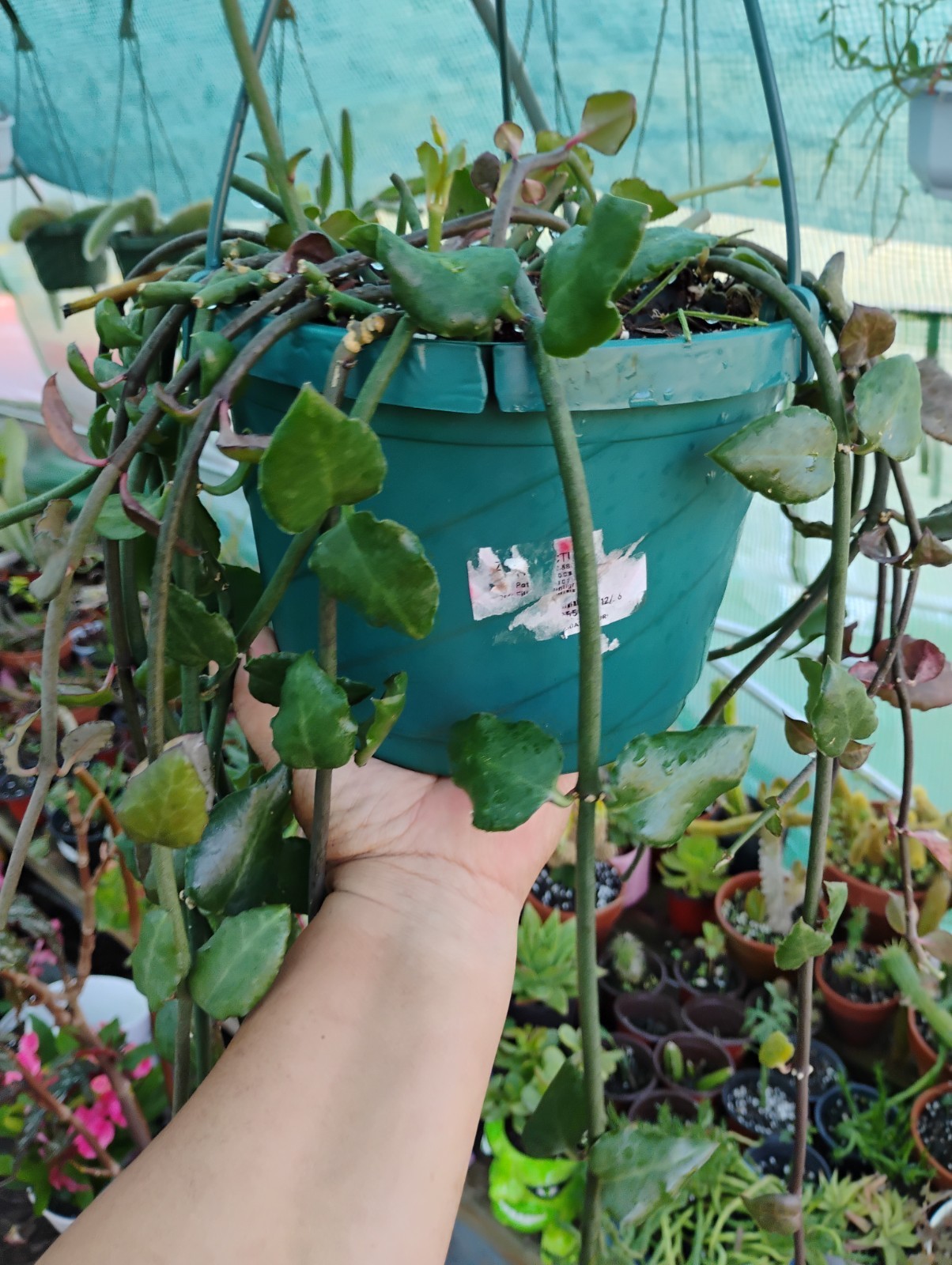 Ceropegia Sandersonii 8″ Pot – Well Rooted! Parachute Plant