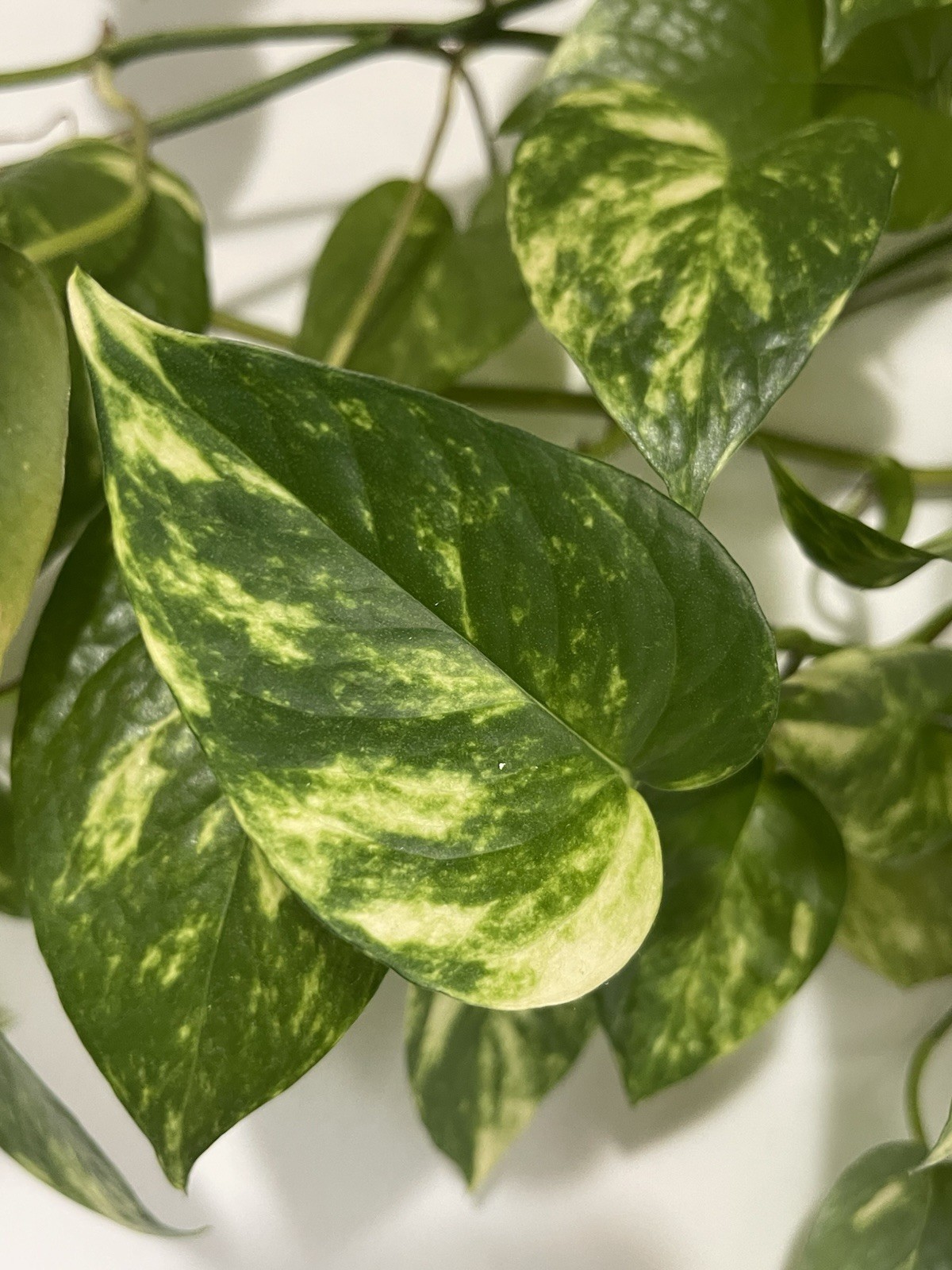 Pothos Indoor Live Plant 7in – 10in Cutting 3PC Well Rooted NO POT Good In Water