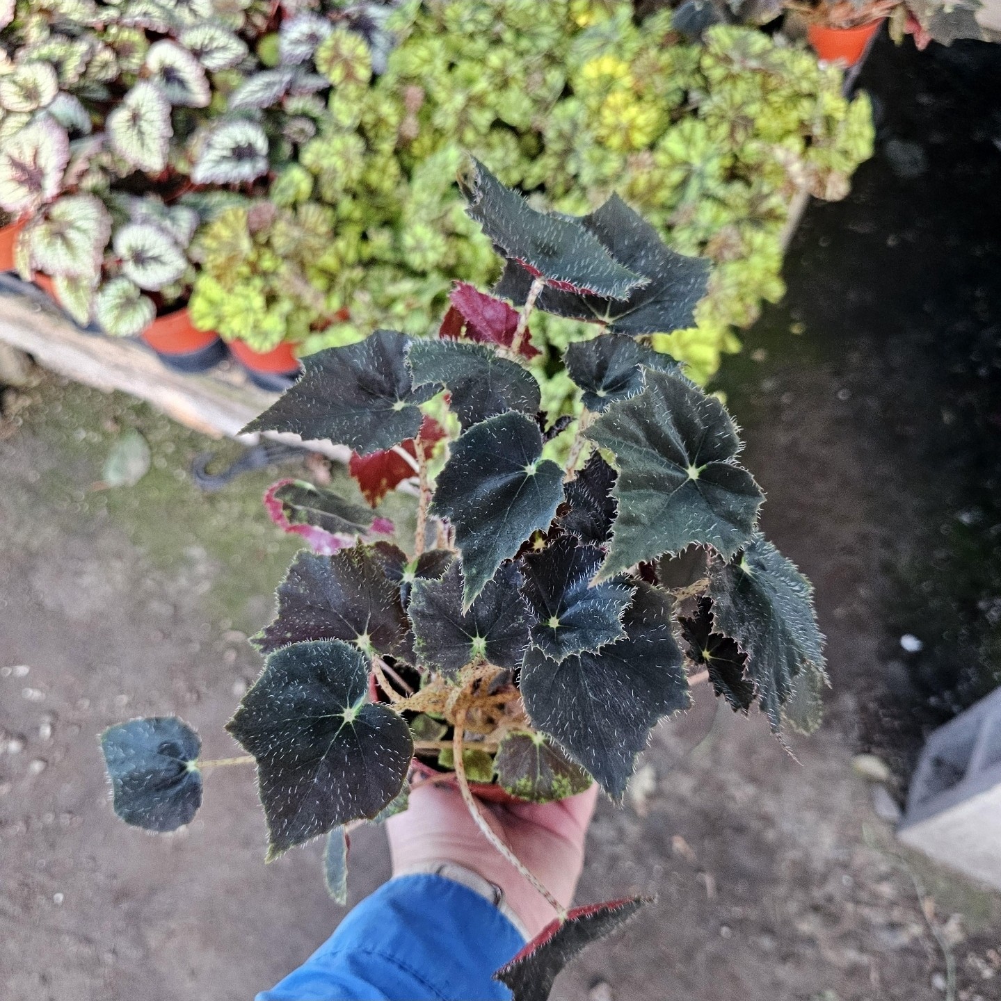 Begonia Black Velvet | Begonia bowerae ‘Black Velvet’ | 4-Inch Pot | Fuzzy Leaf