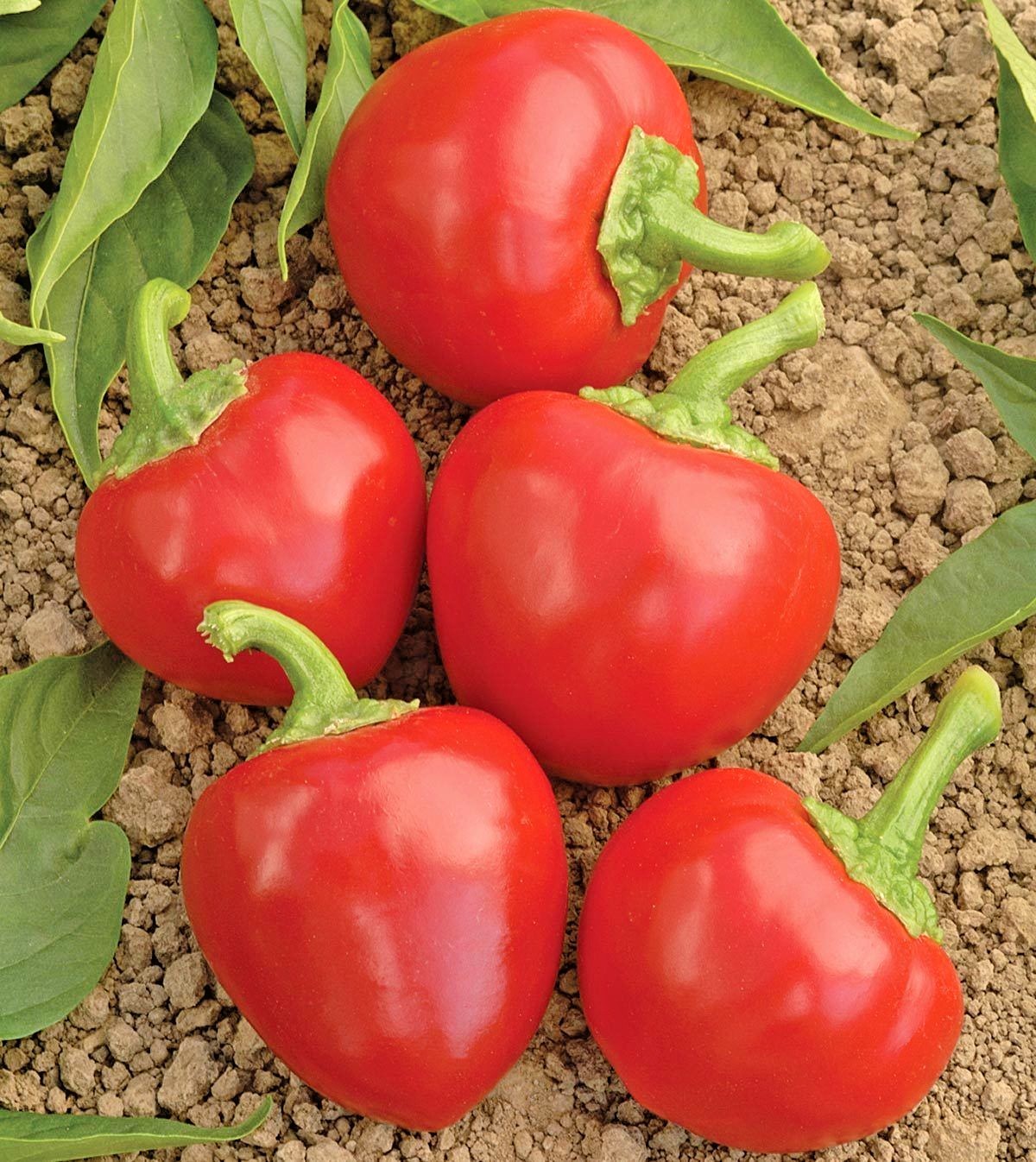 101+Hot Red CHERRY PEPPER Seeds Organic Vegetable Garden Patio Container Easy