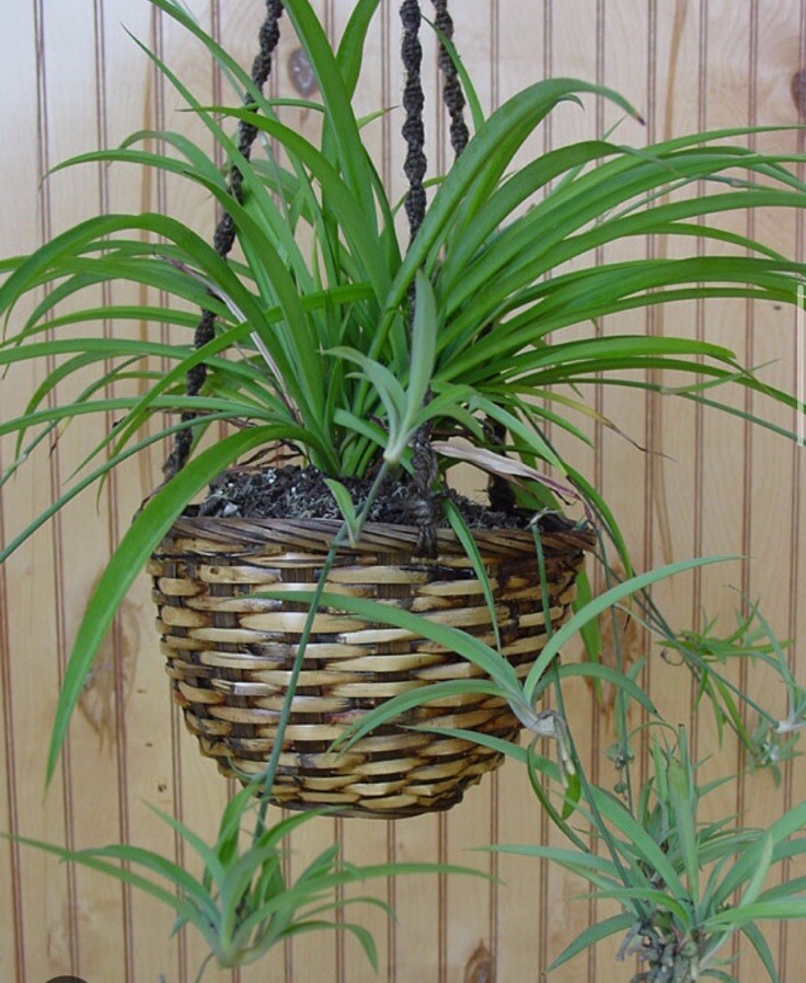 CHLOROPHYTUM COMOSUM GREEN SPIDER PLANT BARE ROOT/PUP