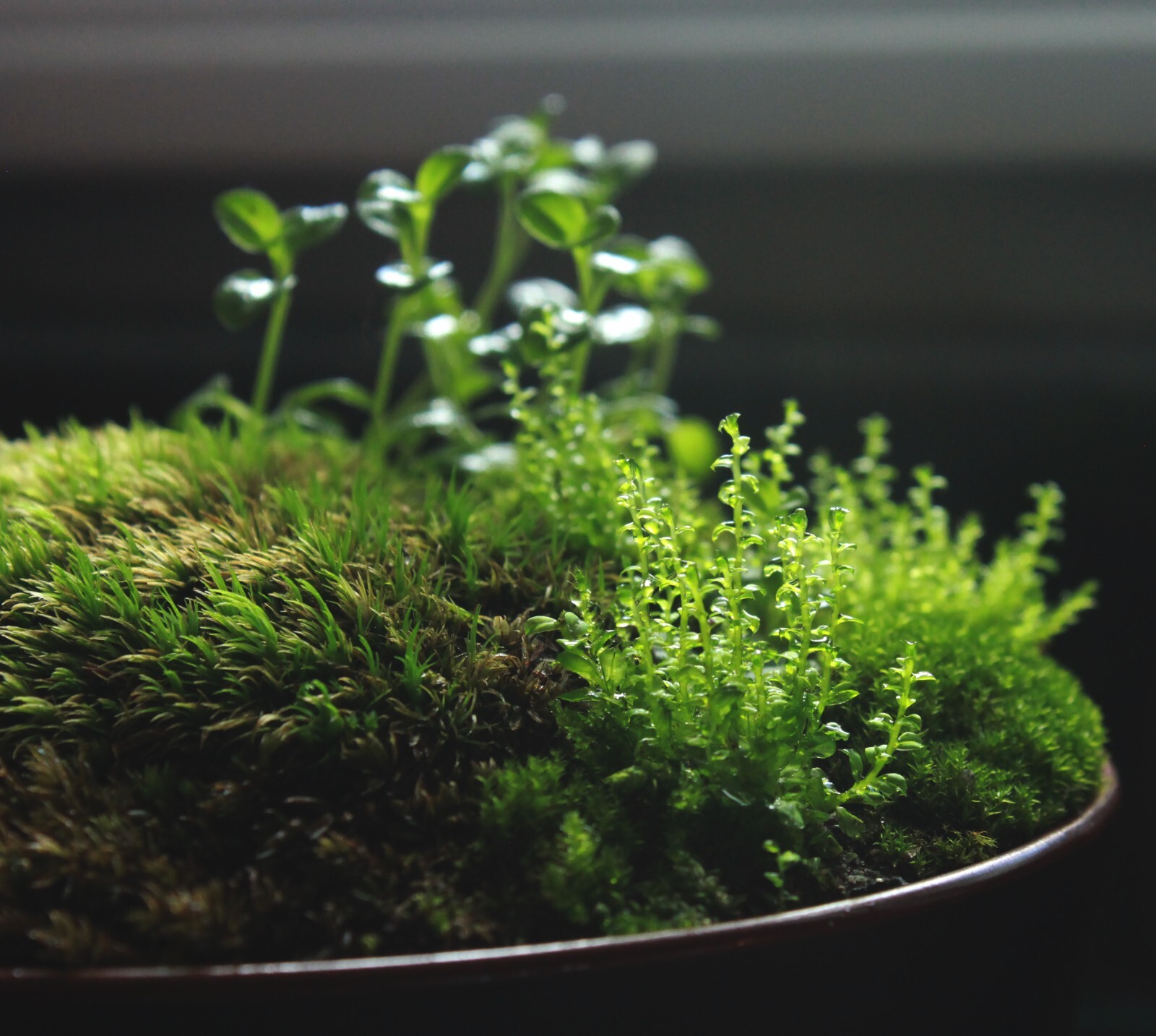 Plagiomnium clear jewel Moss cultivated – Live 1 piece 2×2″ terrarium/vivarium