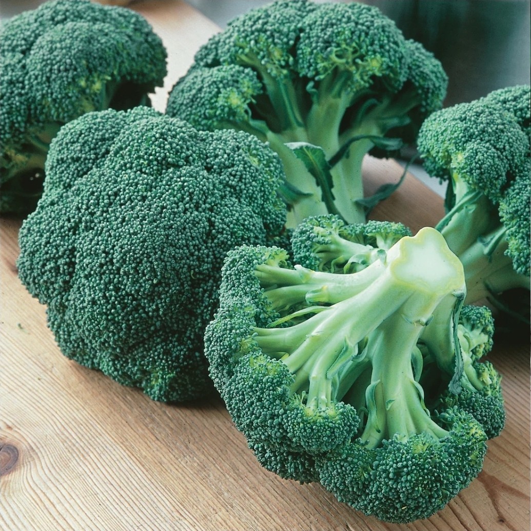 Green Magic Broccoli Seeds (100) / Non-GMO / Florida / RARE/ Easy