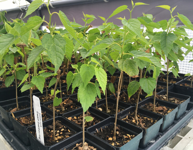 Dwarf Black Mulberry -Morus Nigra – Everbearing Live Plant Fruit