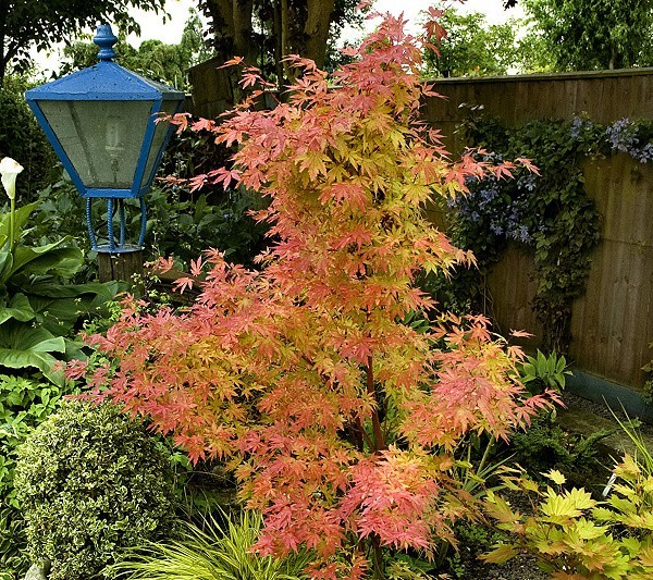 Orange Dream Japanese Maple Tree – Live Plant – ( 2.5 QT )