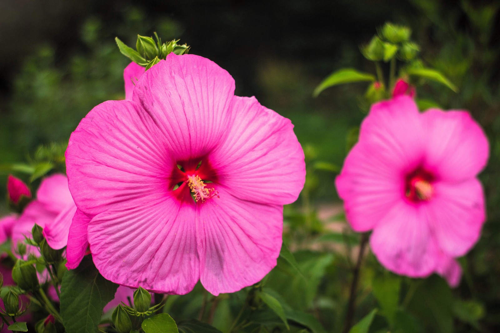 25 MIXED LUNA HIBISCUS Moscheutos Hardy Red, Hot Pink, Pink & White Swirl Seeds
