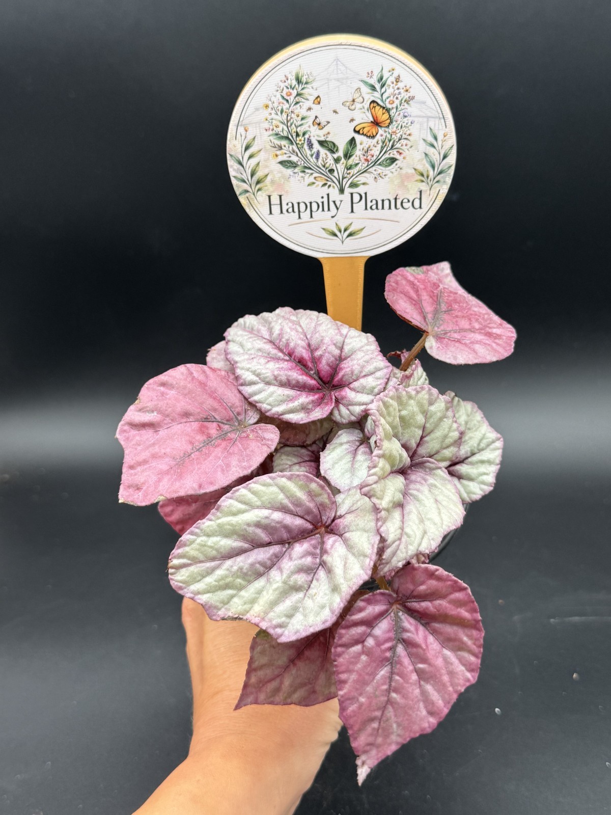 Begonia Inca Flame- 4″ Pot Live Plant – Free Shipping