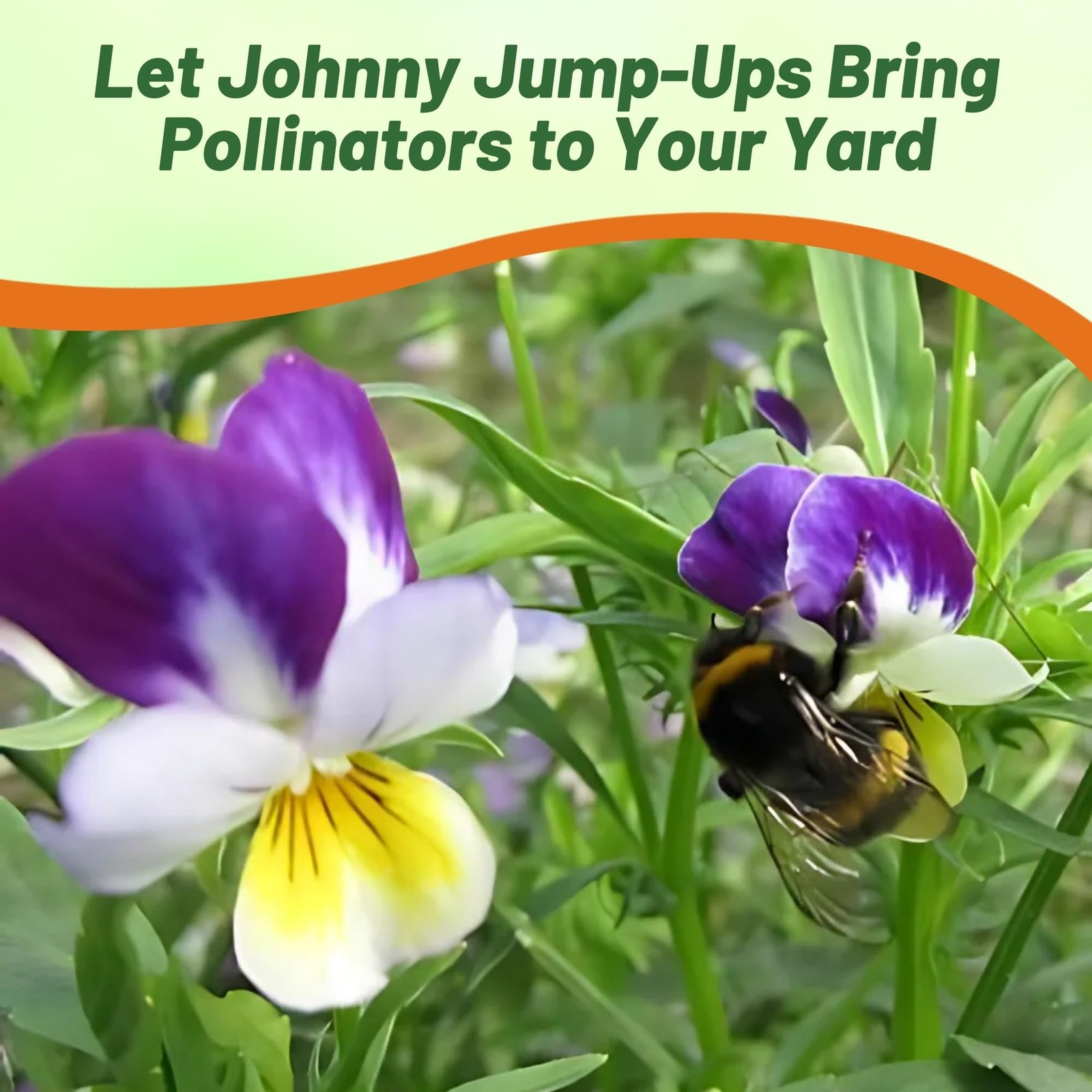 Johnny Jump Up Viola Wild Flower Seeds – 1/2 lb Easy-to-Grow, Compact & Hardy…