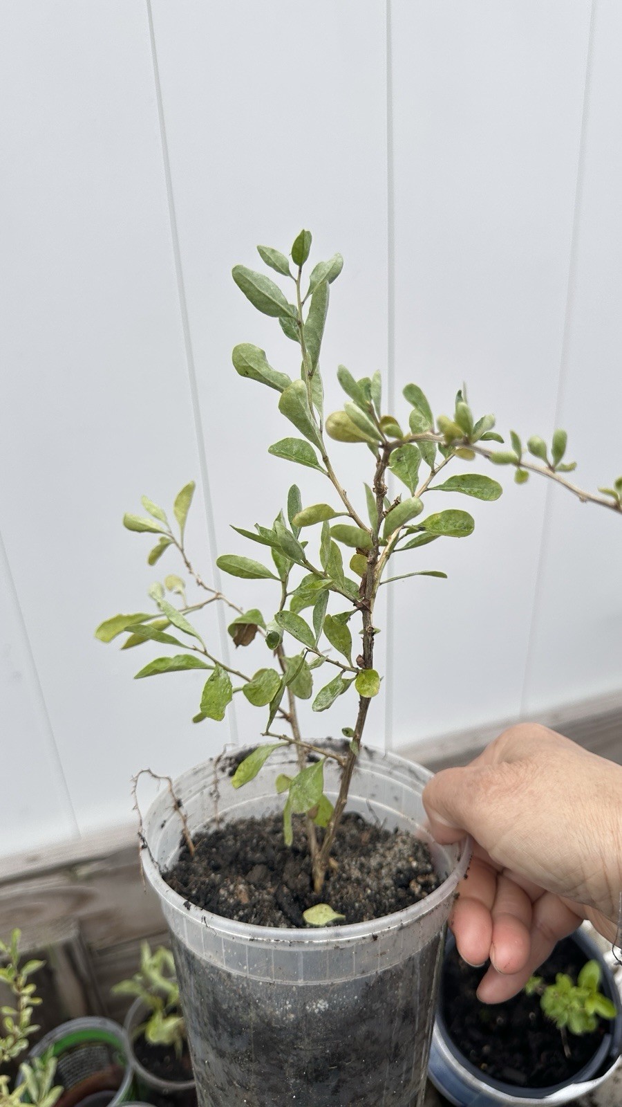 Live Goji Berry Plant Healthy Fruit Bush Lycium Barbarum Easy Grow