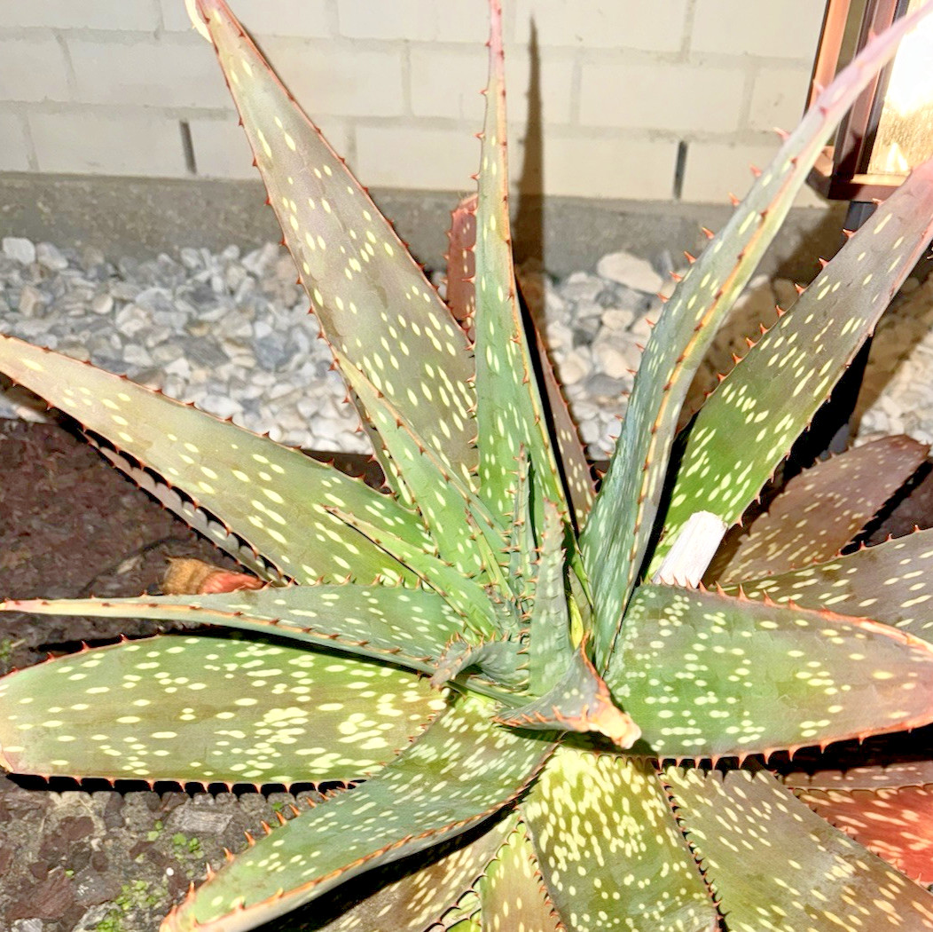 TWO ALOE VERA BARBADENIS 4 TO 15 INCHES WITH ROOT LIVE PLANT SWEET MEDICINAL