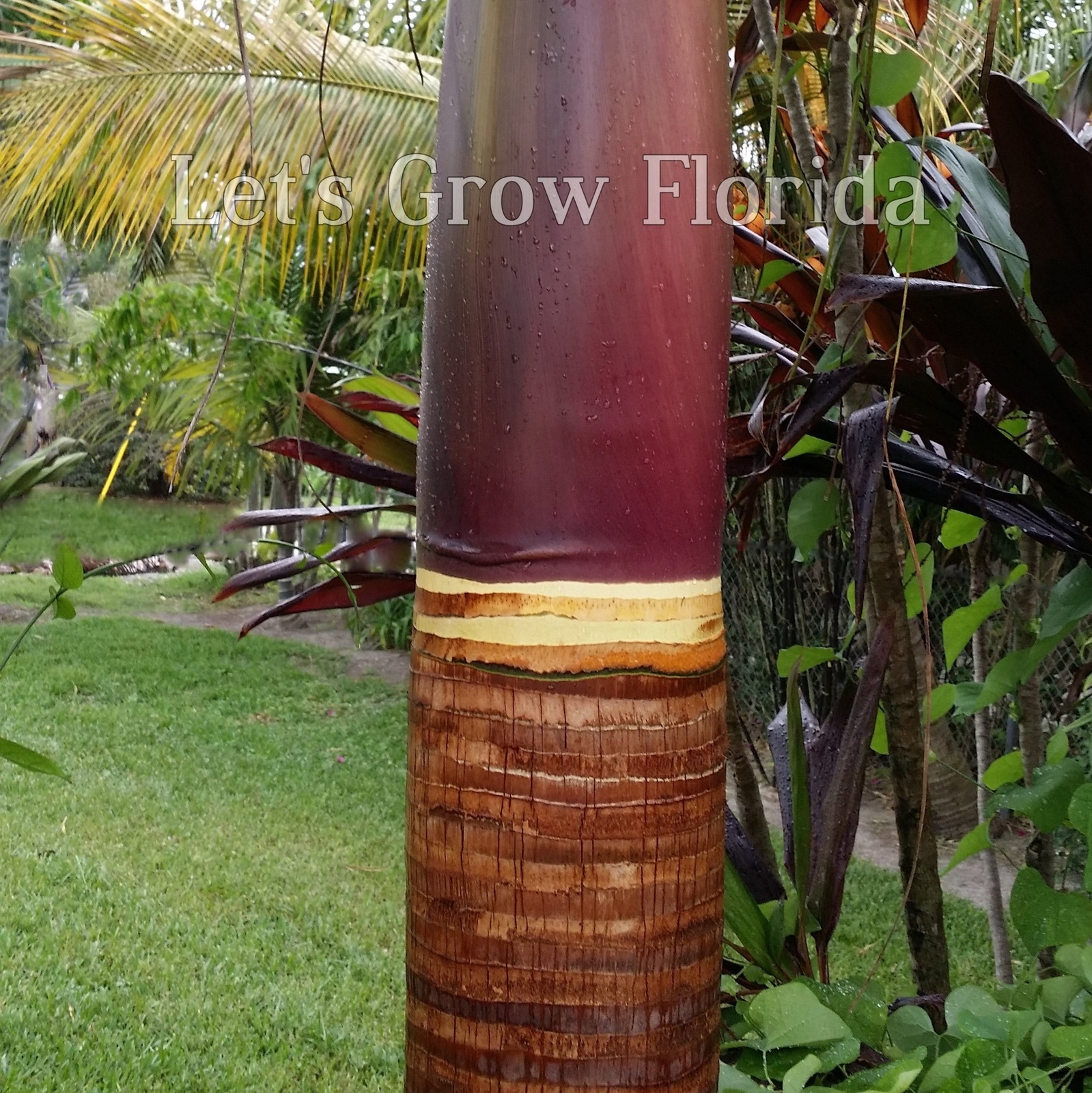 Satakentia liukiuensis Palm Tree
