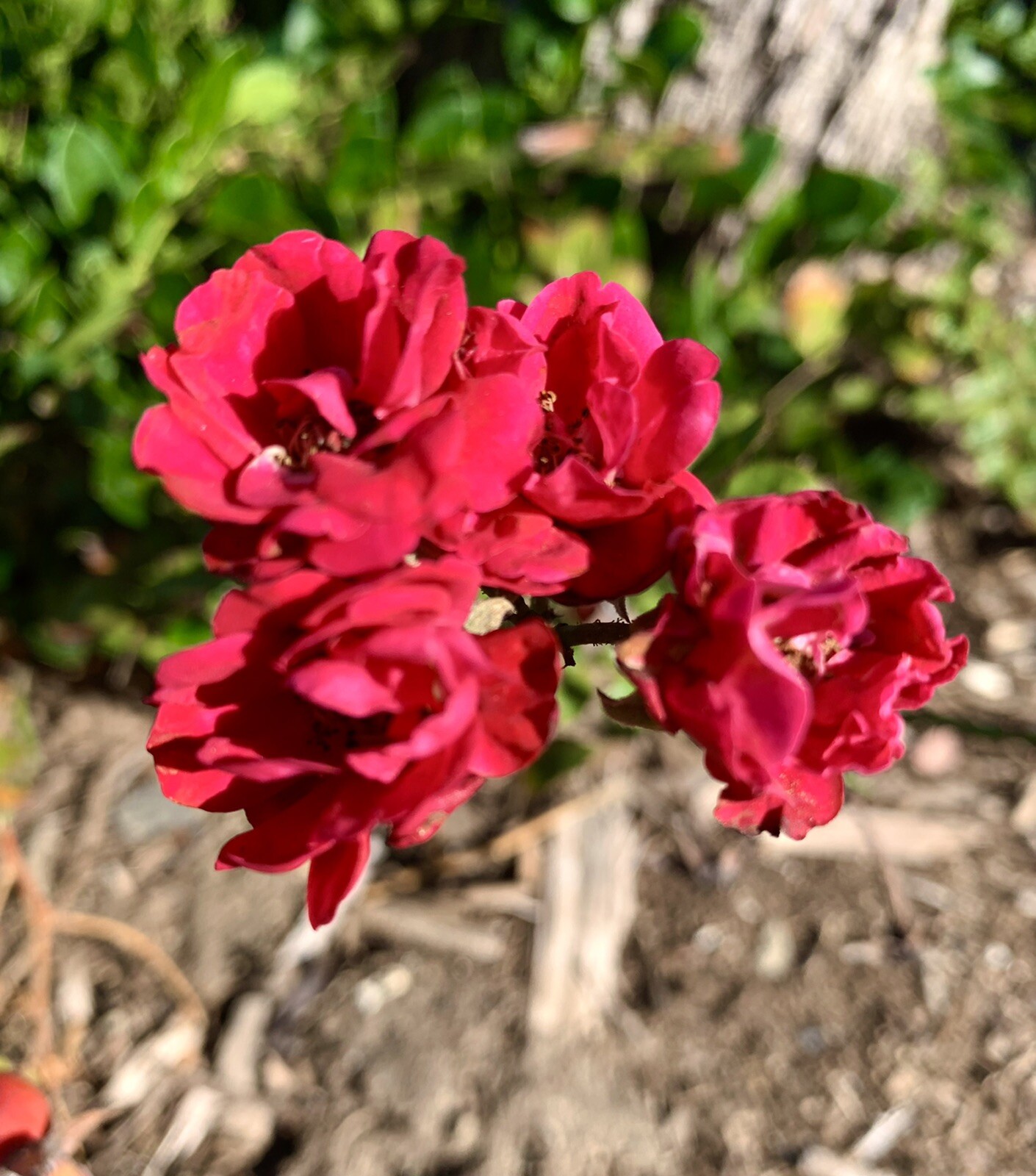 Petite Knock Out Rose, Mini Red Rose – Groundcover – 15 Seeds 2023 – USA