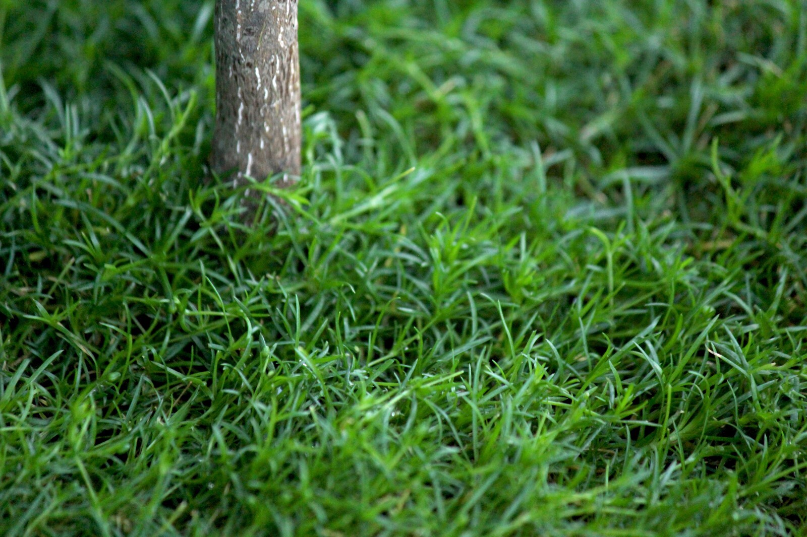 200+ SEEDS Bonsai topper terrarium grass mat forming – IRISH MOSS Sagina family