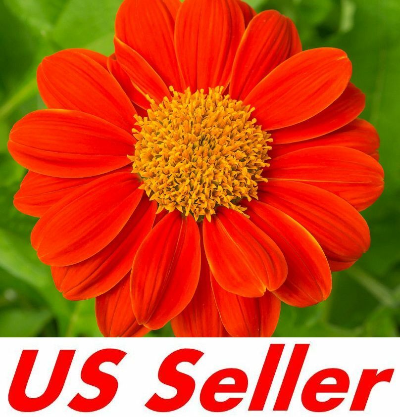 100 Seeds, Mexican Sunflower Seeds – Red B145, Home Garden DIY