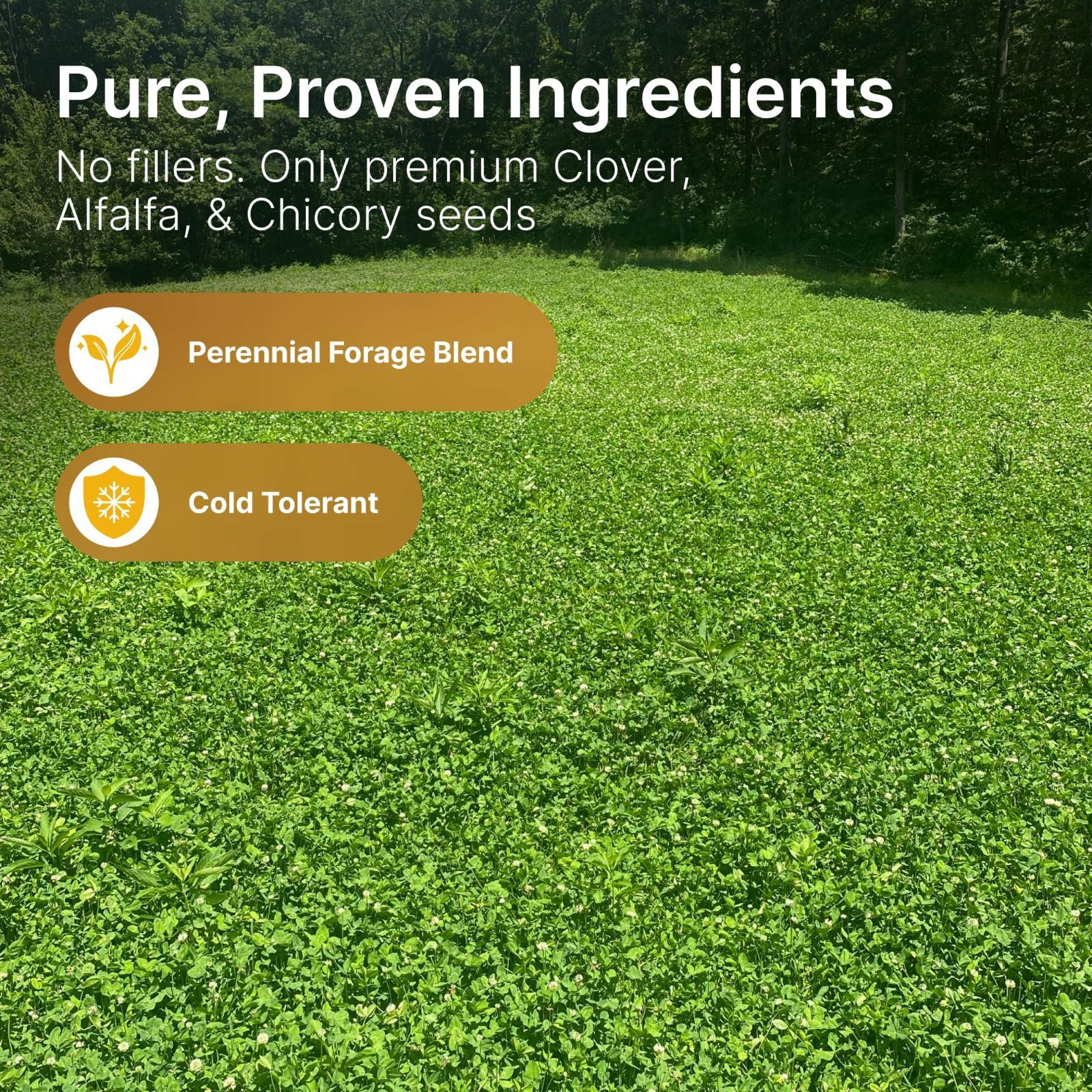 Alfalfa & Clover Food Plot Seeds for Deer – Perennial Mix, 5 lbs – Spring/Fall P