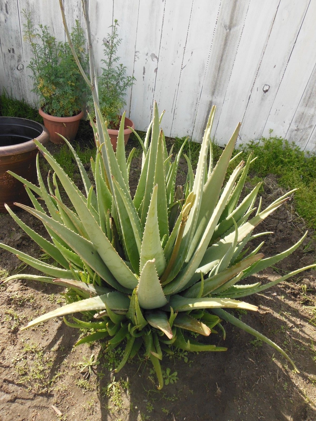 ALOE VERA 6 FRESH LEAVES -6-in. Long- 1/2- thick*Barbadensis Miller*Free Shipp.