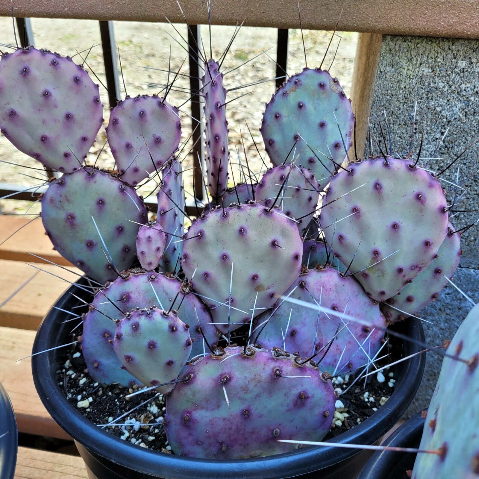 10 Purple Cactus (Opuntia santarita) Prickly Pear Fruit Rare, Fast, Hardy-Zone 7