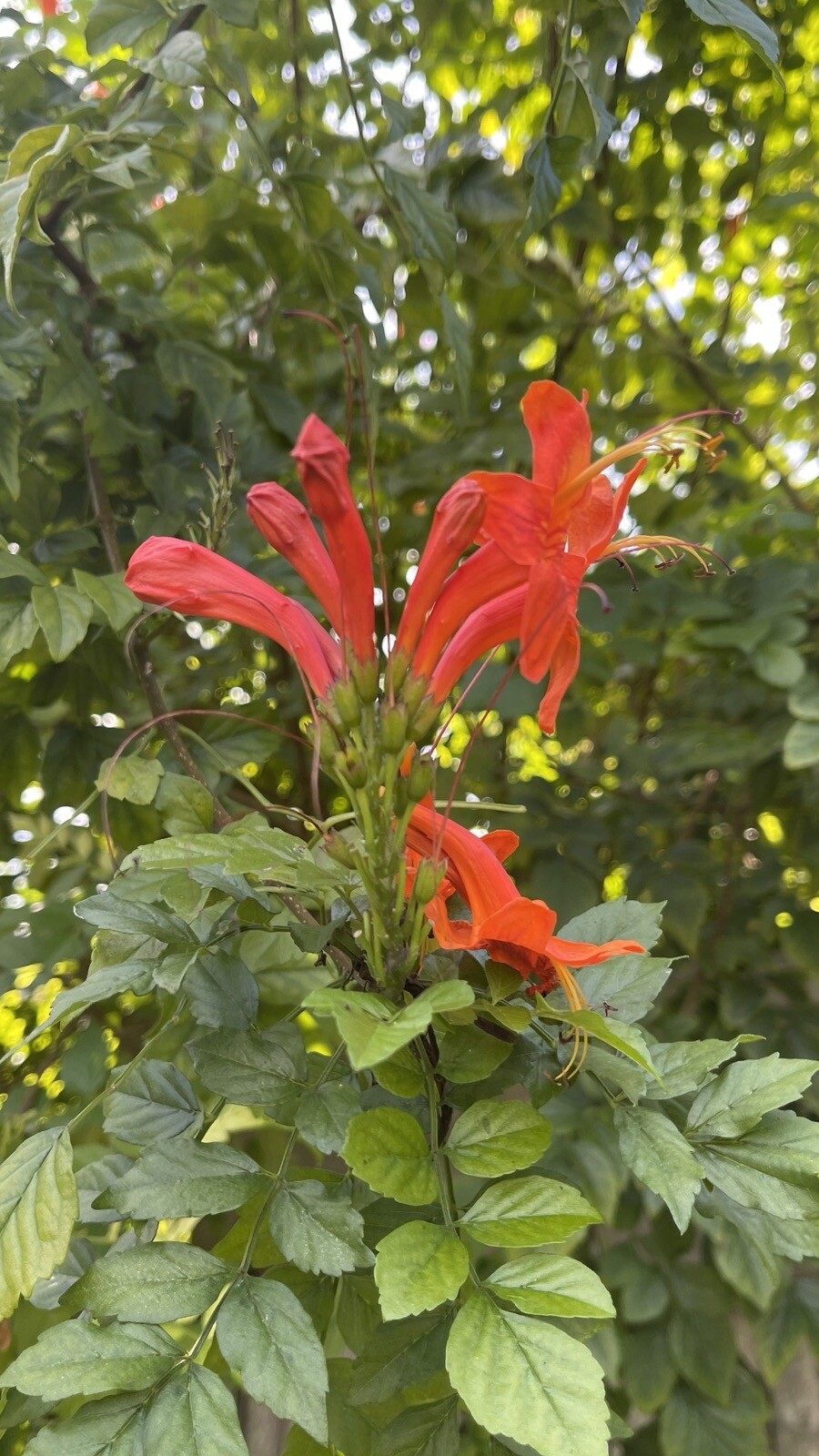 🌿Cape HoneySuckle 50+ Seeds Flower Plant Attract Hummingbirds & Bees