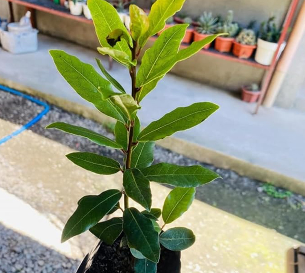 Set of 2 Bay Leaf Trees – Laurus Nobilis – Live Plants in 3″ Pots (8-10″ Tall)