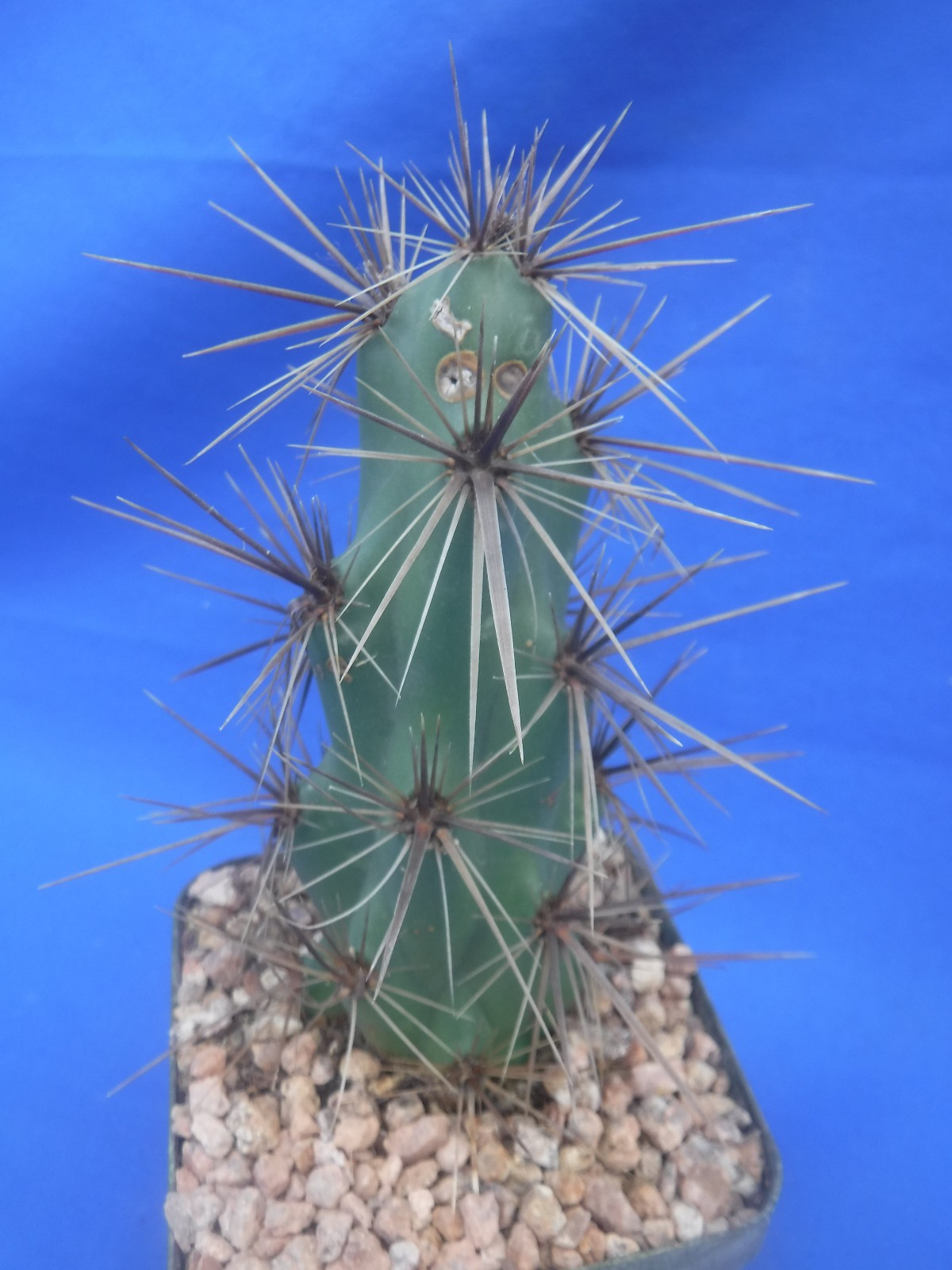 Grusonia emoryi New Mexico Form RARELY OFFERED! 6″ Tall Cold Hardy to 0F!!! C4