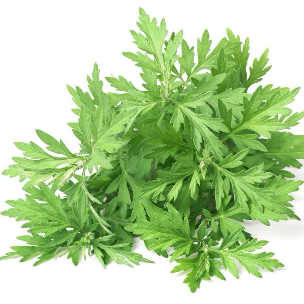 1000+ Mugwort Seeds (Artemisia vulgaris) | Medicinal Culinary Perennial Herb USA
