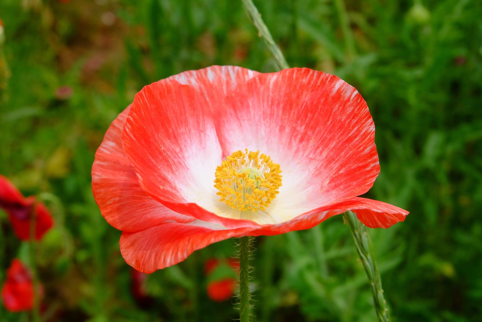 2000 MIXED Color SHIRLEY POPPY Corn Field Flanders ) Papaver Rhoeas Flower Seeds